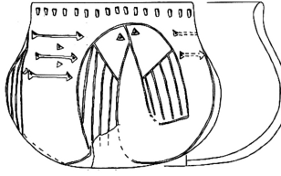 Gefäß-Bildmarke des VVFN